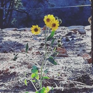 Meet your Posher, Elsie